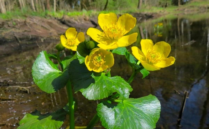 Калужница болотная “auenwald”