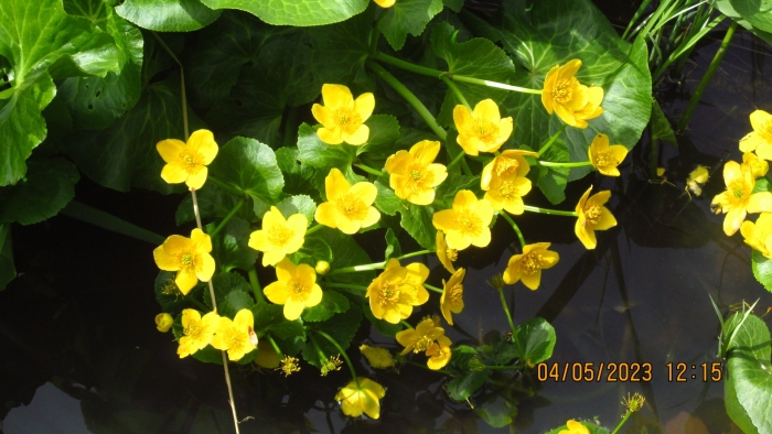 Caltha palustris