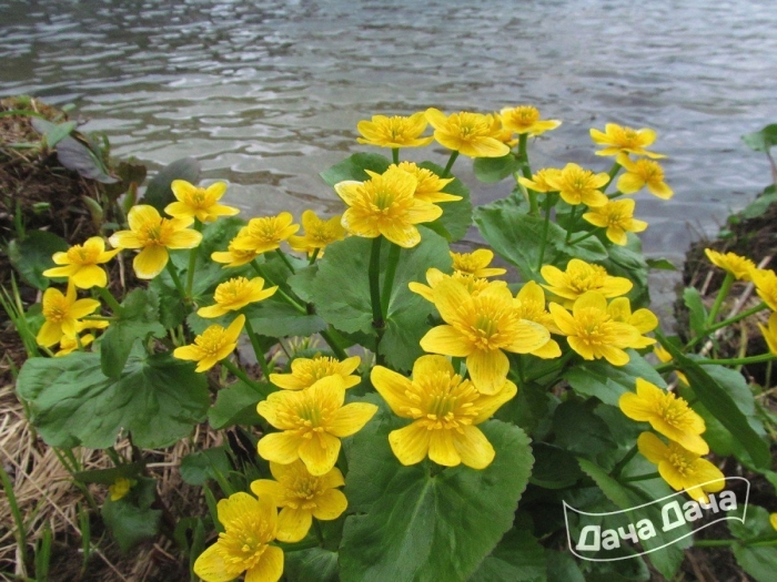 Первоцветы калужница болотная