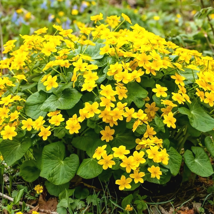 Калужница болотная цветок