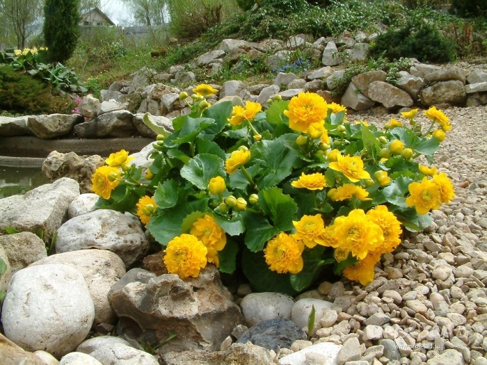 Калужница махровая мультиплекс