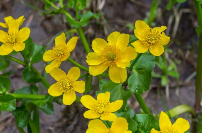 Калужница caltha palustris