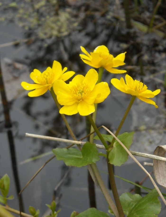 Калужница купальница