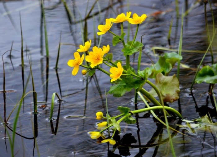 Калужница болотная гидрофит