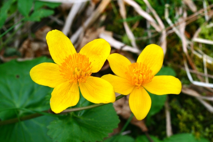 Caltha palustris