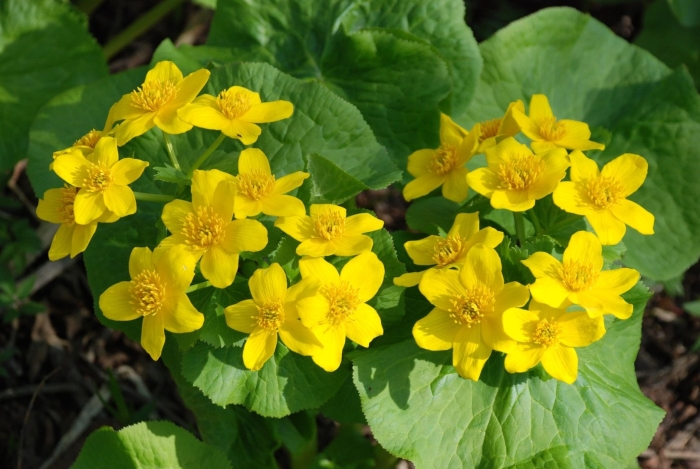 Калужница болотная растение