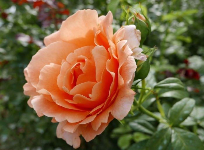 Роза плетистая полька