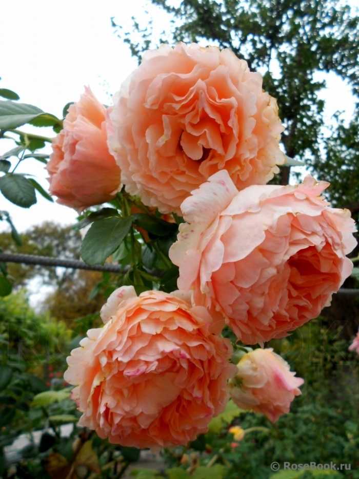 Абрахам дерби роза