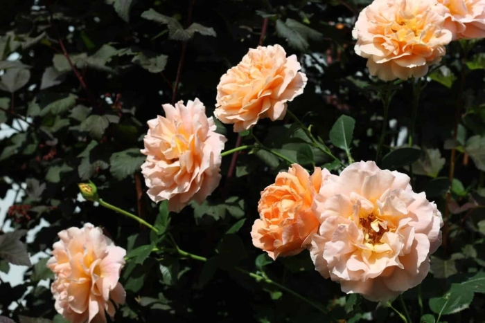 Роза полька плетистая