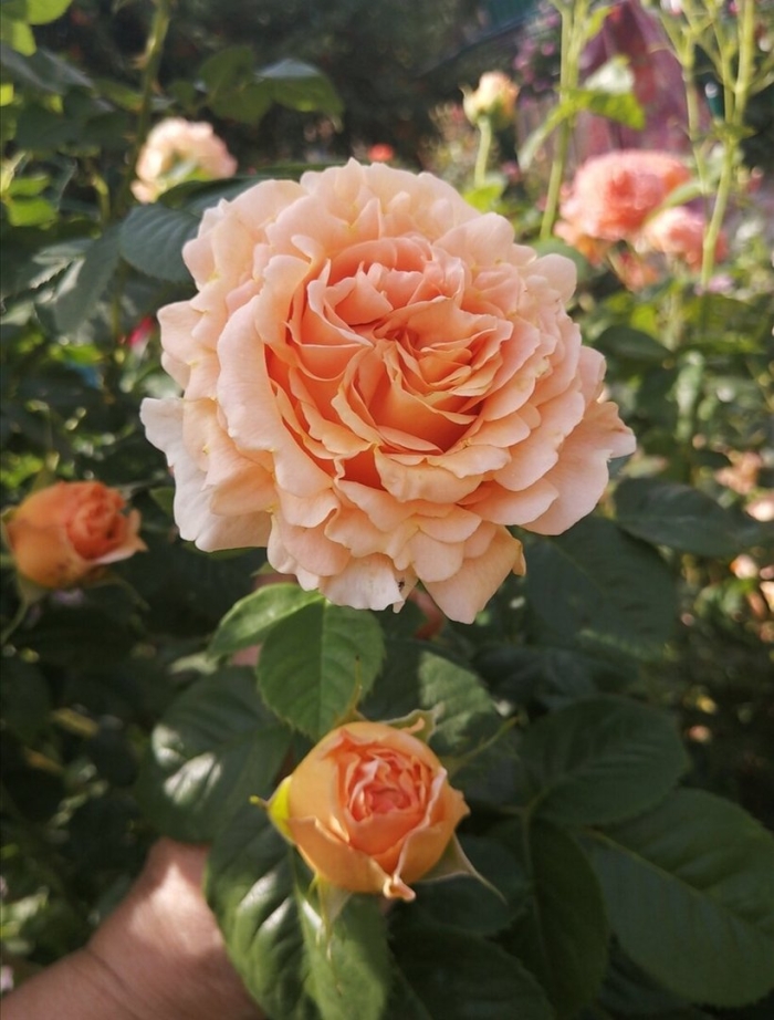 Роза полька 91