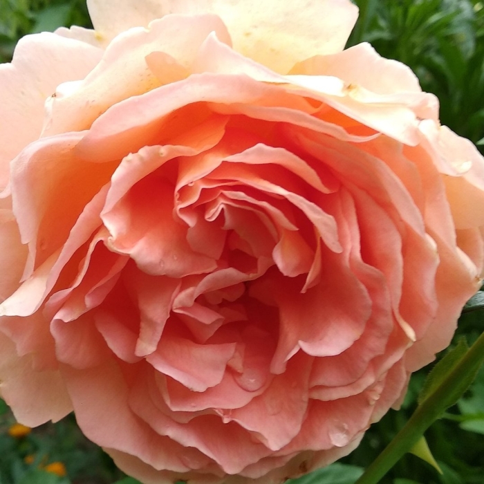 Роза английская абрахам дерби