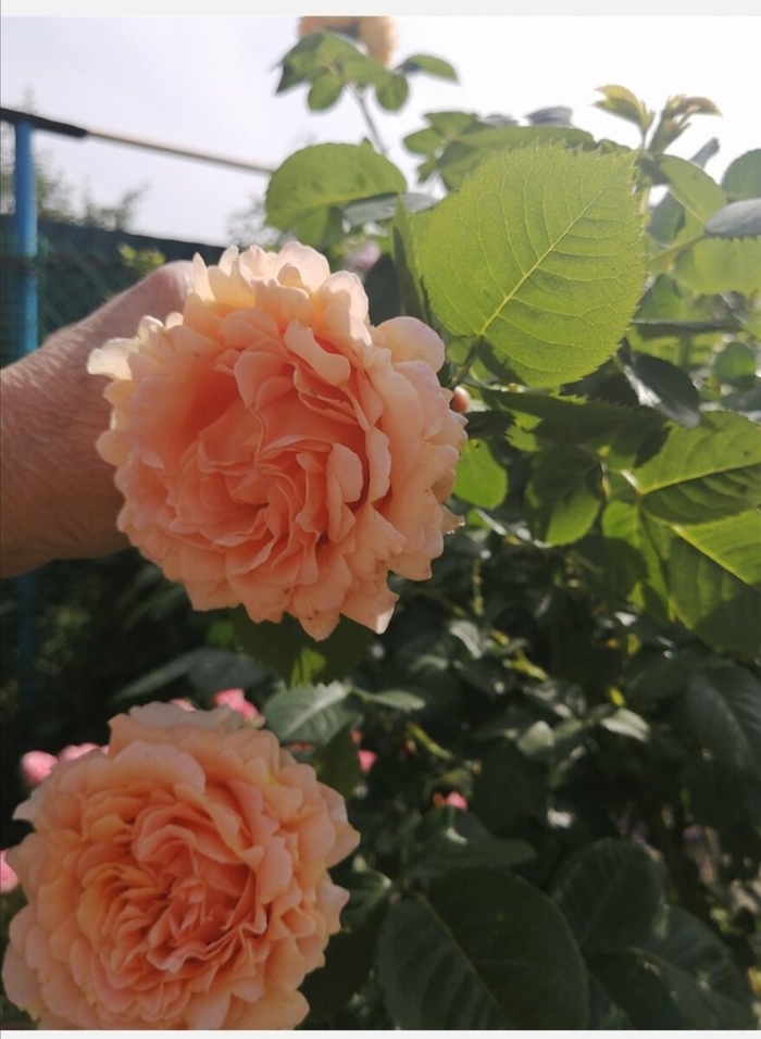 Роза полька 91