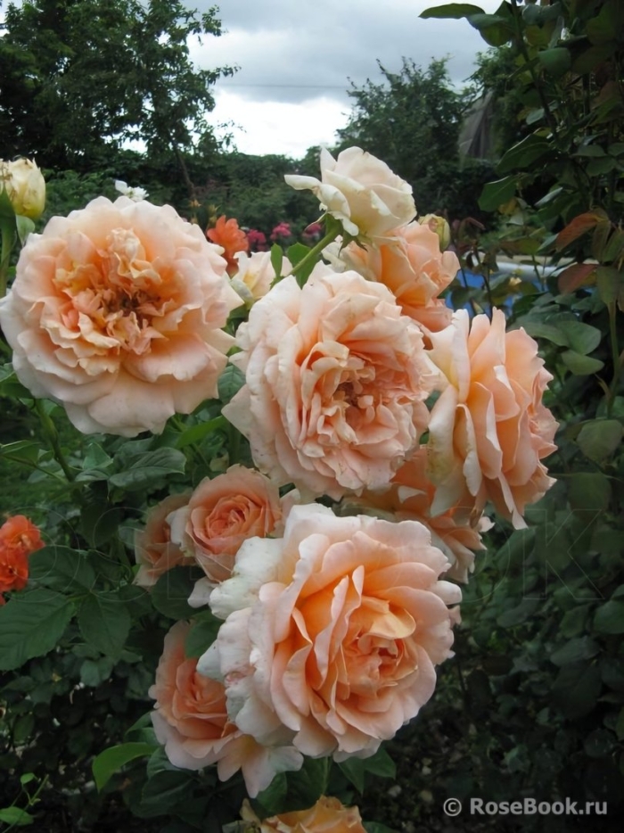 Роза шраб карамелла