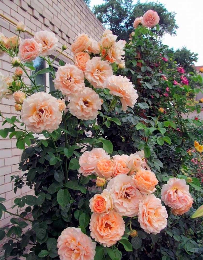 Эприкот скай роза плетистая