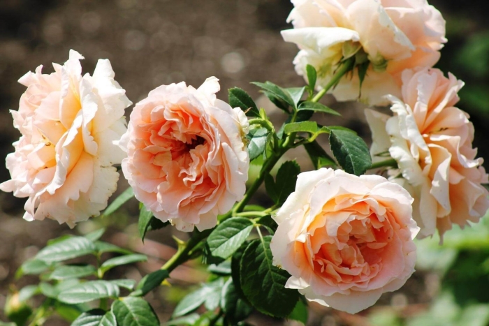 Плетистые розы сорта