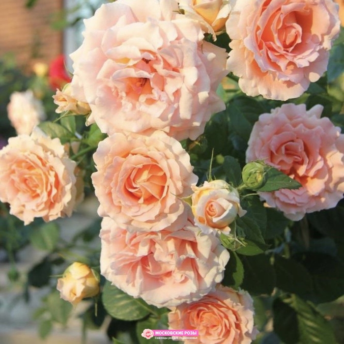 Роза поль бокюз