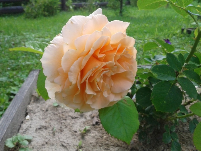 Роза полька плетистая