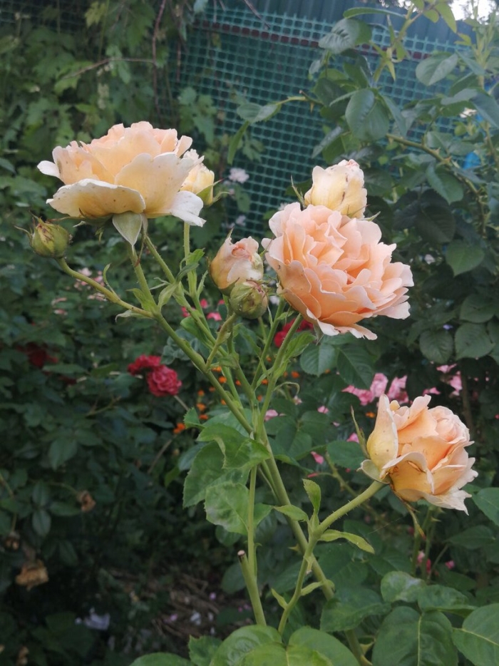 Роза джаст джой