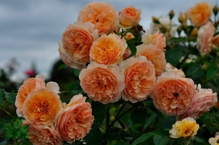 Кроун принцесса маргарет роза