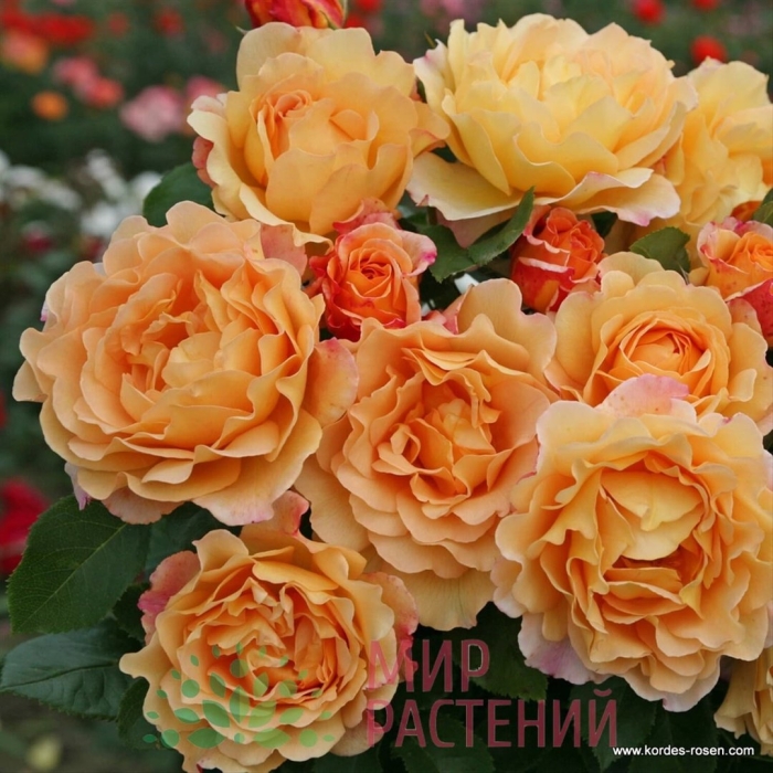 Роза шраб фрайзингер моргенрете