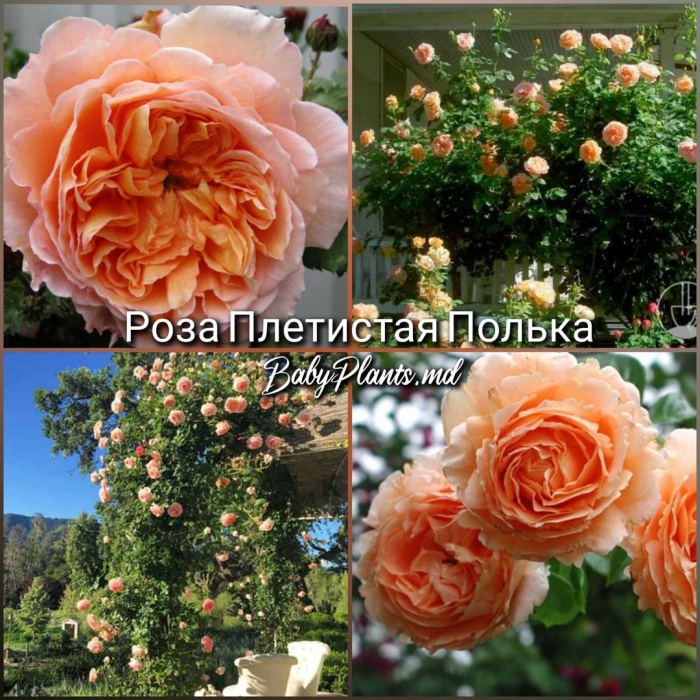 Роза полька плетистая
