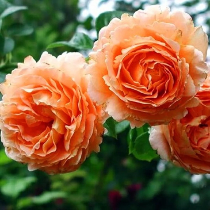 Плетистые розы полька