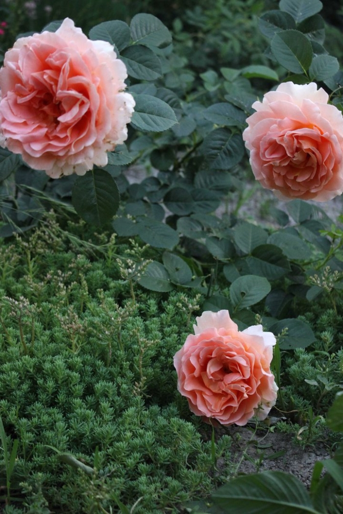 Роза абрахам дерби