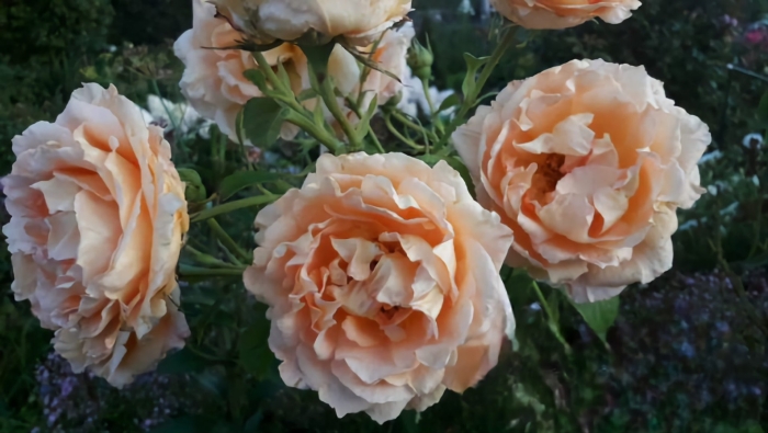 Роза дени хан одиль маскелье