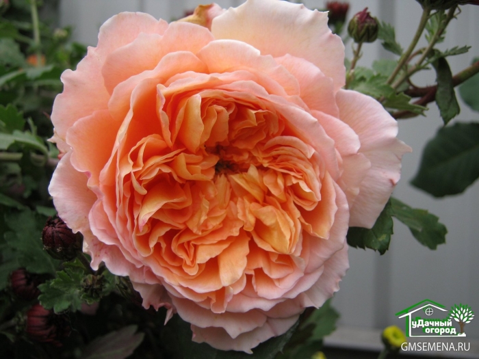 Роза шраб бельведер