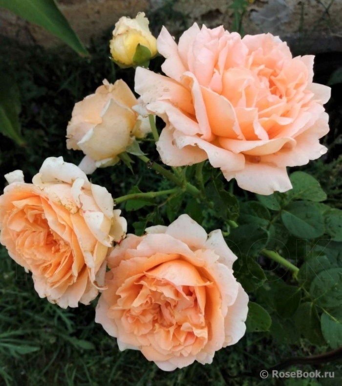 Роза шато де вамаркус