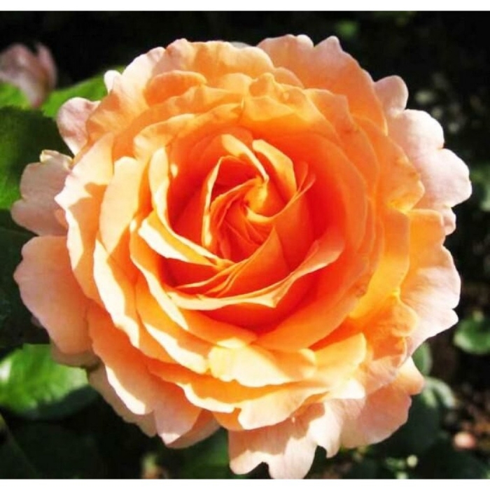 Роза пале рояль