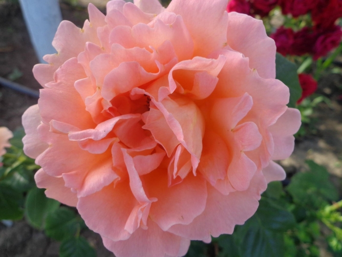 Роза августа луиза