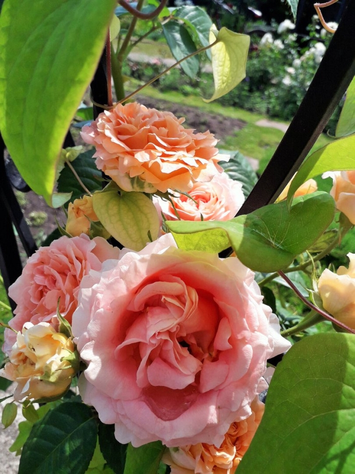 Роза антик плетистая