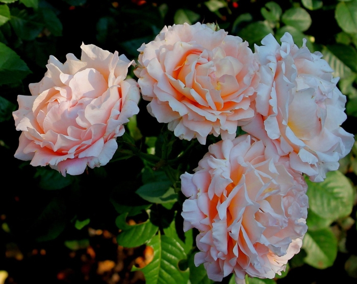 Roberto capucci роза