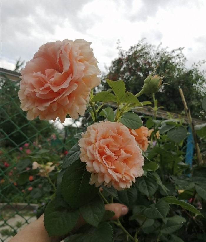 Роза полька 91