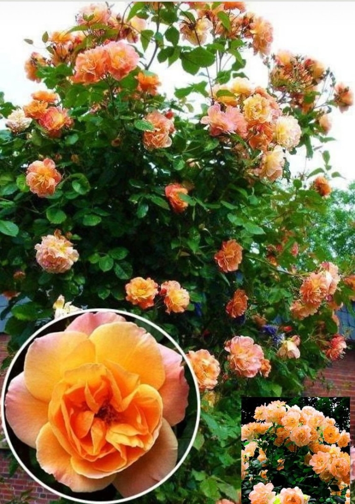 Роза плетистая вестерленд