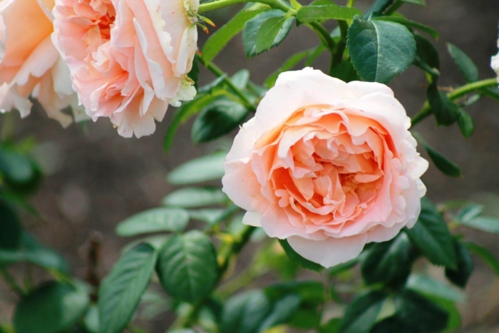 Роза шарлин де монако