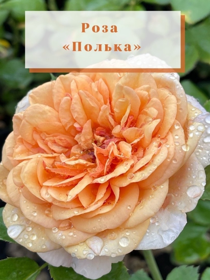 Полька (плетистая) медно-лососевый