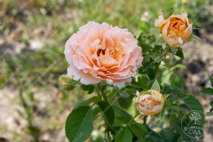 Роза полька плетистая