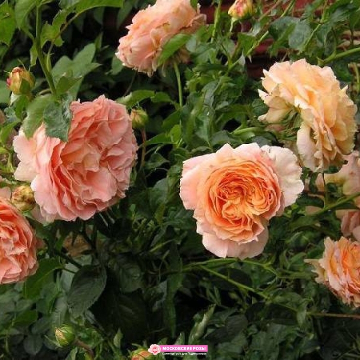 Роза бельведер