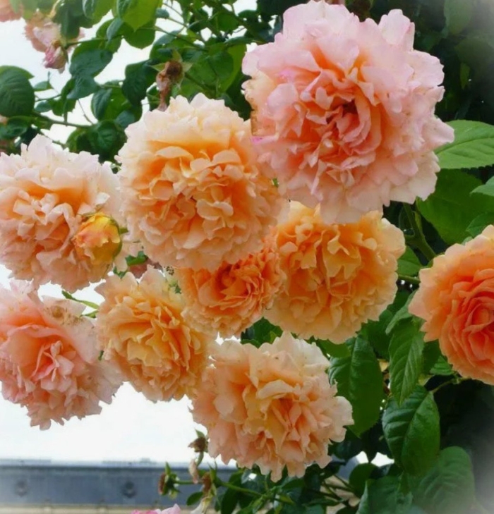 Роза алоха плетистая