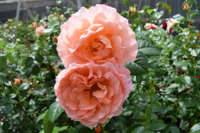 Полька роза розебук