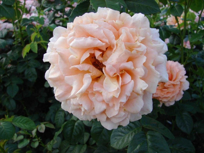 Роза полька плетистая