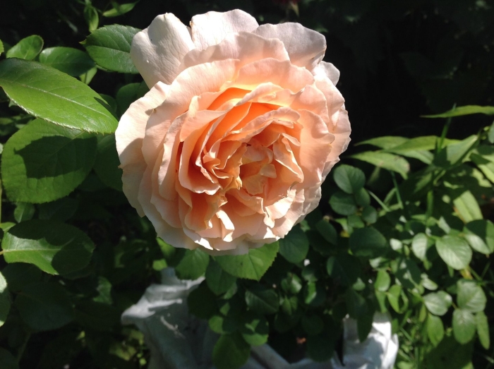 Роза гийо парковая поль бокюз