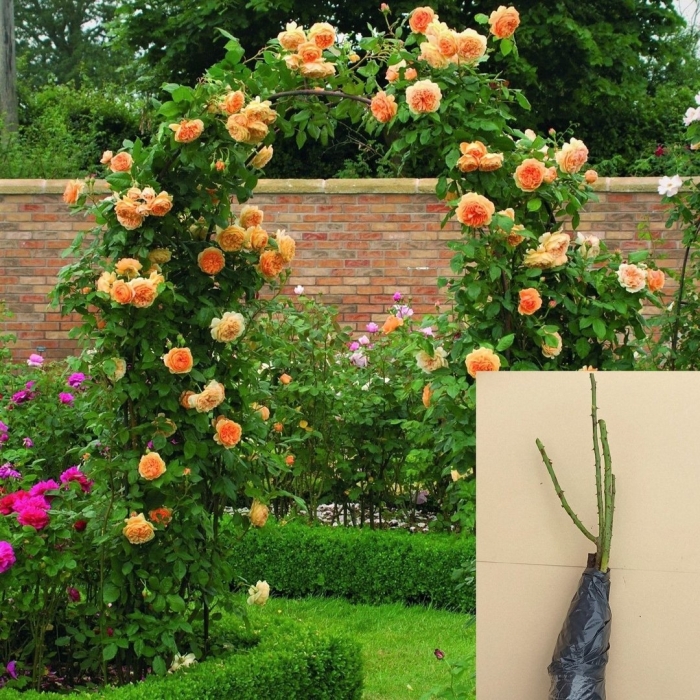 Вьющаяся роза