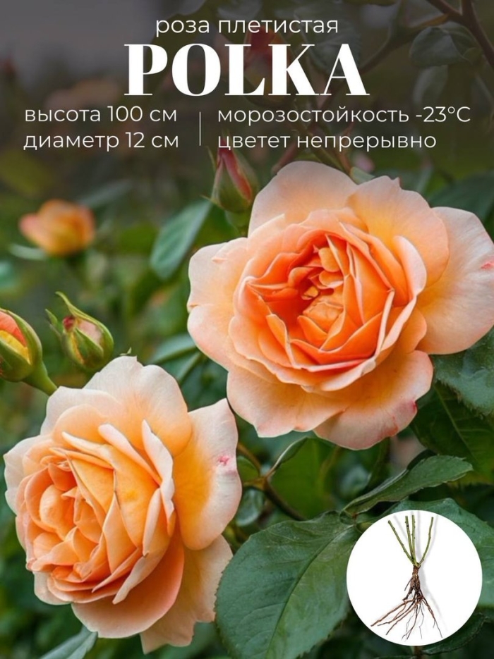 Роза априкот