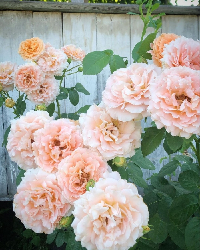 Роза плетистая полька