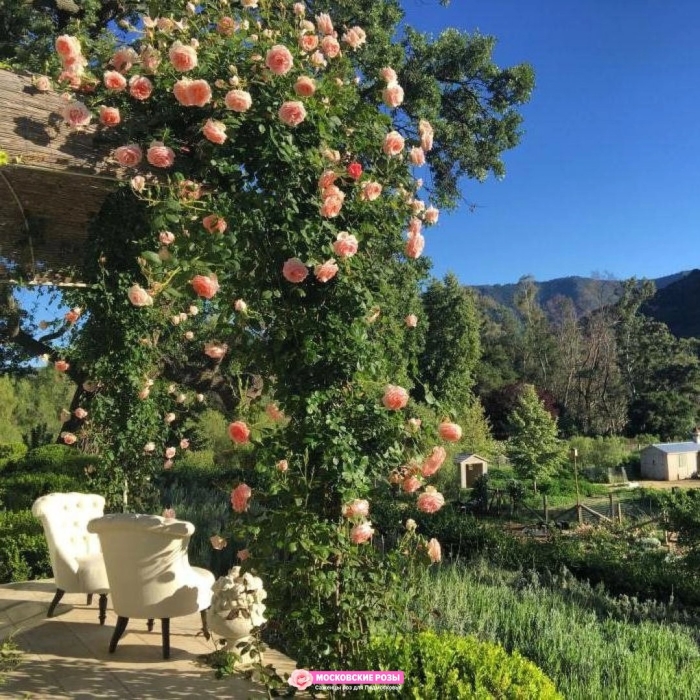 Плетистая роза