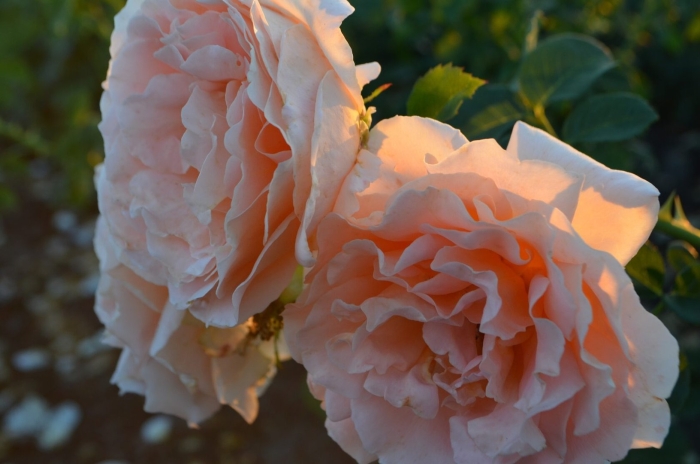 Плетистая роза