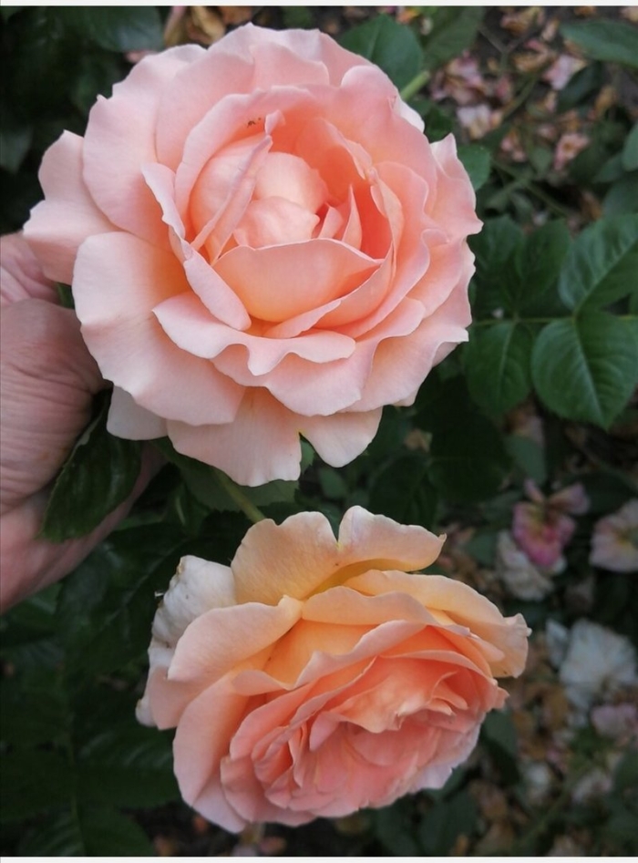 Роза полька 91